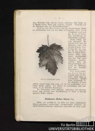 Himbeeren (Rubus Idaeus L.)