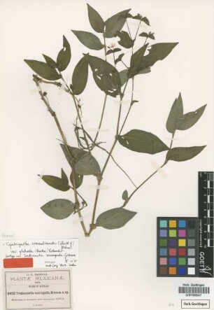 Tradescantia macropoda Greenm. [isotype]
