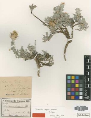 Centaurea parolinii DC.