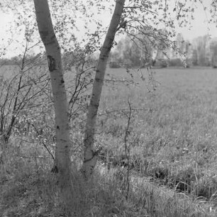 Landschaftsbild. Fließgewässer um Lübbenau. : Wobraz krajiny. Groble w Lubnjowje.
