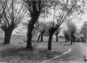 Weg durch Wiese mit Kopfweiden (vielleicht in Niedersachsen)