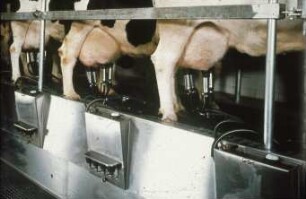 Fotografie: Fischgrätenmelkstand, Melktechnik