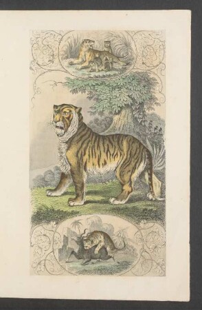 Tafel: [Der Tiger.]