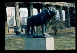 Gaul: Löwe 20.3.76.