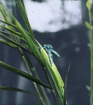 Insekten. Libelle (Odonata), ausschlüpfend