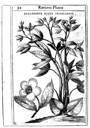 Helleborvs Niger Trifoliatvs.