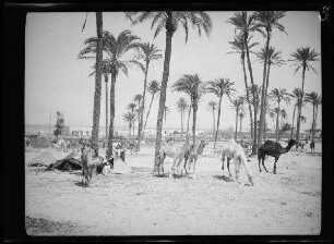 Tripolis (Libyen): Palmenhain mit Dromedaren ("Lager der Meharireiter")