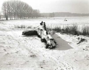 Laußig-Gruna. Mulde (beim Ortsteil Gruna). Ansicht mit Schwemmholz am Ufer