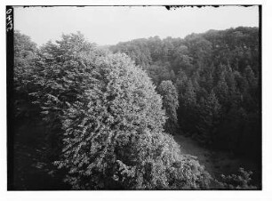 Meißen-Siebeneichen. Schloss Siebeneichen. Bäume im Schloßpark