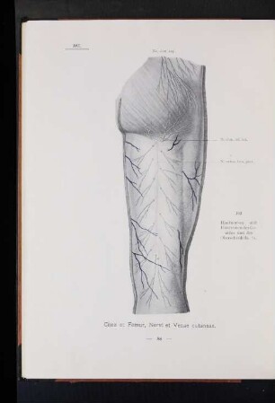 Coxa et Femur, Nervi et Venae cutaneae.