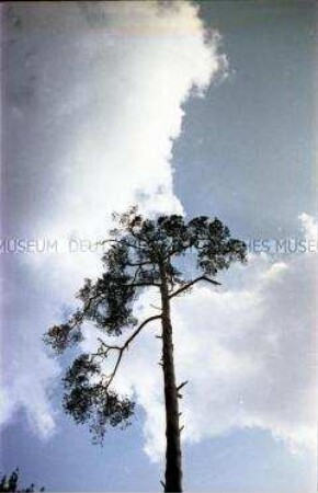 Baum gegen den Himmel
