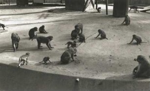Dresden. Zoologischer Garten. Rhesusaffen (Rhesus melattus rhesus) im Freigehege