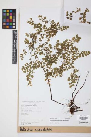Adiantum subvolubile Mett.