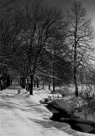 Impression. Winter. Verschneiter Wag an einem Bachlauf