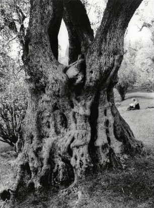 Olivenbaum