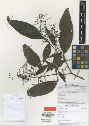 Psychotria alba Ruiz & Pav.