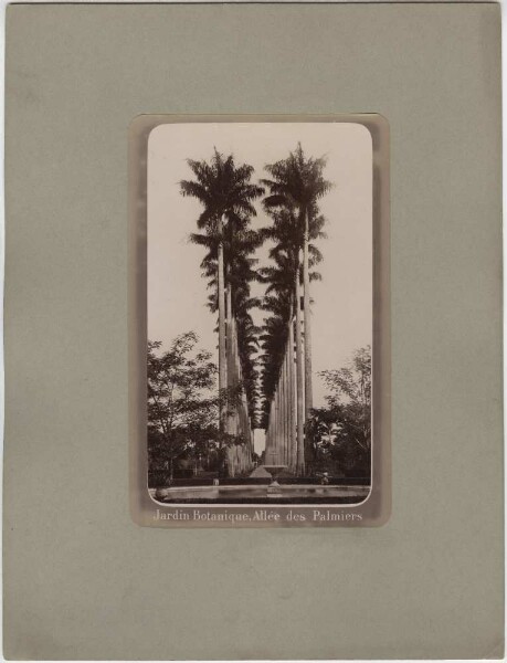 Allée de palmiers dans le jardin botanique