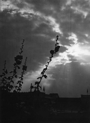 Wolkenbilder. Gräser gegen Wolken mit untergehender Sonne