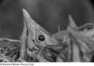 Jungvögel im Nest