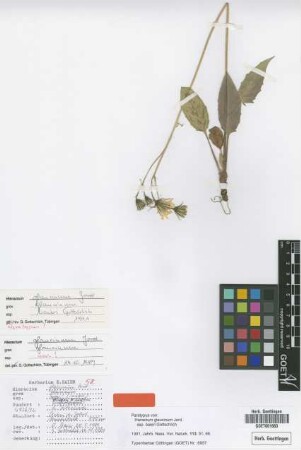 Hieracium glaucinum Jord. subsp. baieri Gottschl.[paratype]