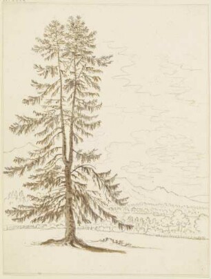 Nadelbaum