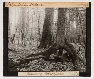 Bialowieza. Entstehung von Stelzenbäumen, über gestürztem Baum entstandener Stelzenbaum mit den letzten Resten des liegenden vermorschten Stammes