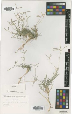 Cynodon dactylon (L.) Pers.
