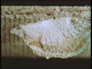 Mantis religiosa (Mantidae) - Schlüpfen aus dem Kokon