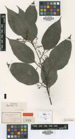 Maesa indica A.DC. var. wightiana A.DC.[syntype]