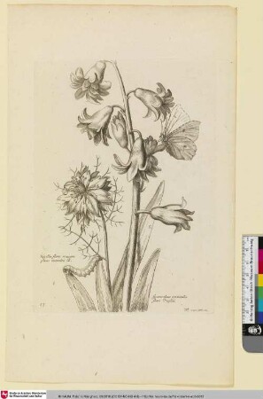 Nigella flore maiore pleno coeruleo B.; hyacinthus orientalis flore Duplici