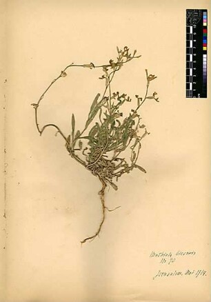 Cruciferae Matthiola bicornis Candolle, Augustin Pyramus de (1778 - 1841) [Jerusalem, Yerushalayim, El Quds, Al-Quds, Al Quds, El Quds Esh Sherif, Al-Muqaddas, Jérusalem, Gerusalemme, Jerusalén, Aelia Capitolina, Colonia Aelia Capitolina, Hierosolyma, Urusalim, Jerusalem]