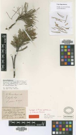 Pinus sylvestris L. f. Borbas fruticosa[syntype]