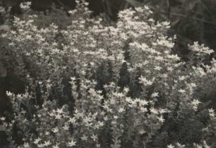 Scharfer Mauerpfeffer (Sedum acre), auch Scharfe Fetthenne nahe dem Georgenfelder Hochmoor bei Zinnwald-Georgenfeld