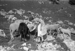 Bayrischzell: zwei Mädchen an einer Schafherde