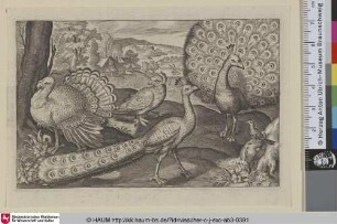 [Zwei Pfaue, ein Truthahn und eine Taube; Two Peacocks, a Turkey and a Pigeon]