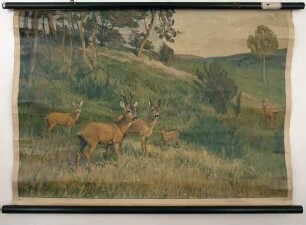 Rehe