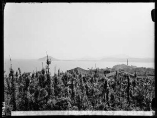 Pozzuoli, Weinberge