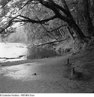 Bäume am Wasser (Rügen, Herthasee?)