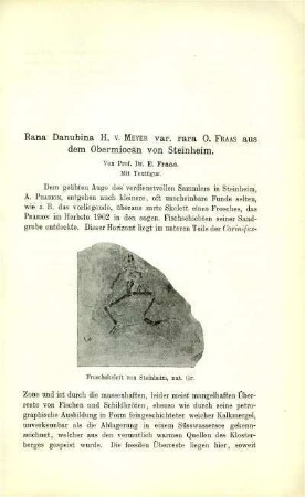 Rana Danubina H. v. MEYER var. rara O. FRAAS aus dem Obermiocän von Steinheim