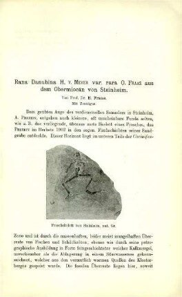 Rana Danubina H. v. MEYER var. rara O. FRAAS aus dem Obermiocän von Steinheim