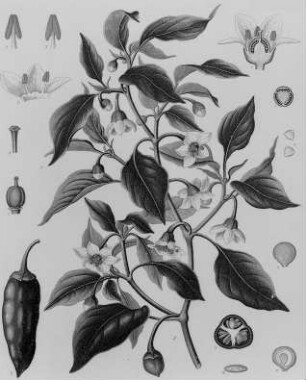 Spanischer Pfeffer (Capsicum annuum), farbig : Geographie | Wirtschaftsgeographie | Zucker-, Gewürz- und Getränke liefernde Pflanzen | Gewürzplanzen (Muskatnuß, Zimt, Vanille)