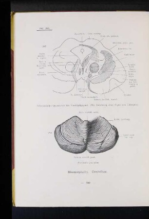 Mesemcephalon. Cerebellum.