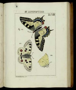 III. Lepidoptera, Tab. XII - XVI