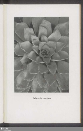 Echeveria montana