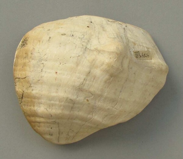 Spoon or drinking bowl made from mussel shell