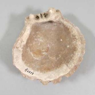 Muschelschale