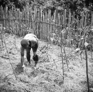 Vegetationsansicht : Mann der Bubi zwischen Yams- und Taropflanzen im Hochland Mokas.