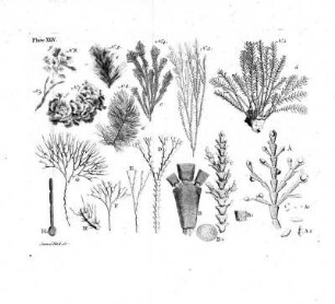 Plate XXIV