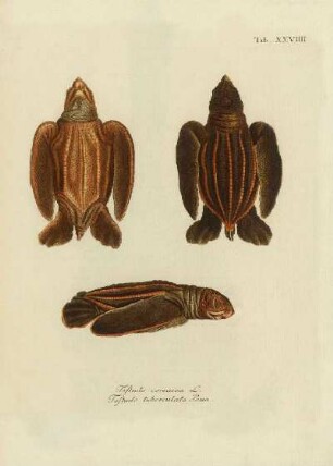 Tab XXVIIII. Testudo coriacea L. Testudo tuberculata Penn.