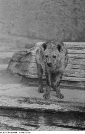 Hyäne im Zoo